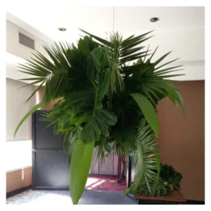 Follaje Aéreo Tropical: instalación colgante de hojas verdes tropicales como palmas y banana, ideal para ambientaciones naturales, eventos y espacios comerciales de alto impacto visual.
